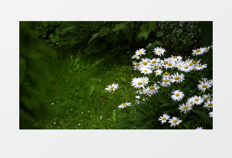 雨中盛开的白色雏菊实拍视频素材