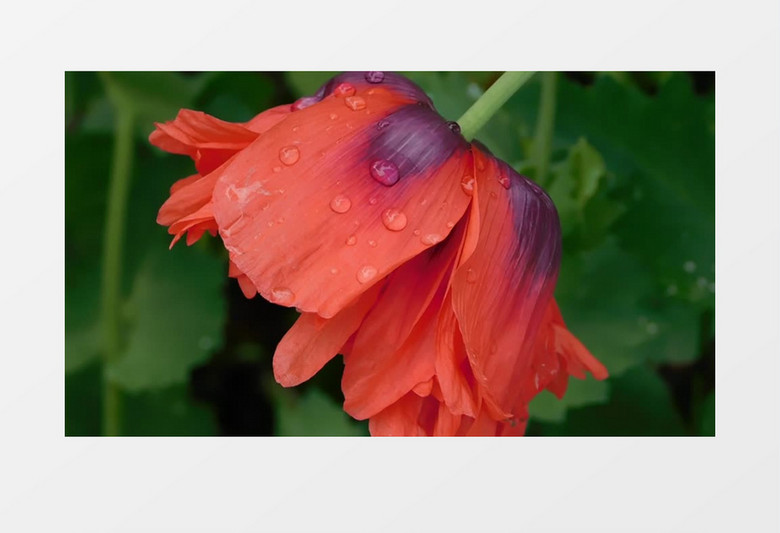 雨后红色的花朵带着点点水滴实拍视频素材