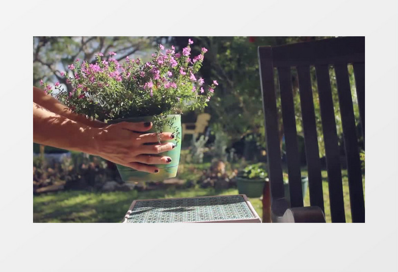 在花盆中的薰衣草实拍视频素材