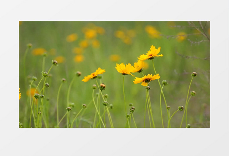 阳光下随风摇摆的黄色花朵实拍视频素材