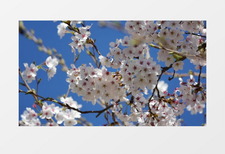 树上盛开的樱花实拍视频素材