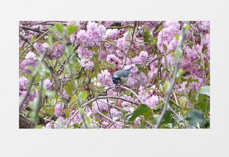 小鸟在粉色的花丛觅食实拍视频素材