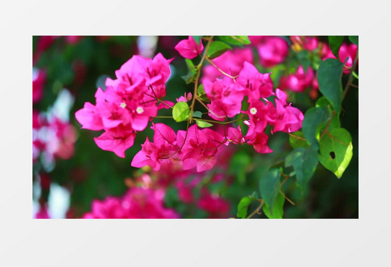 阳光下盛开的粉红色花朵实拍视频素材