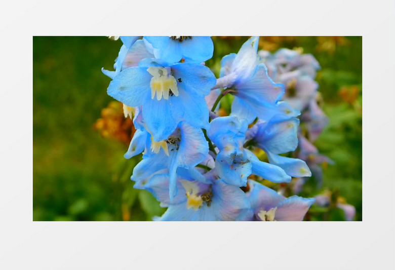 阳光下即将凋谢的蓝色花朵实拍视频素材
