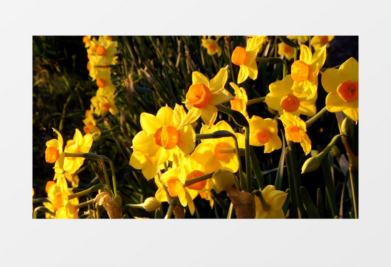 阳光下盛开的黄色花朵实拍视频素材