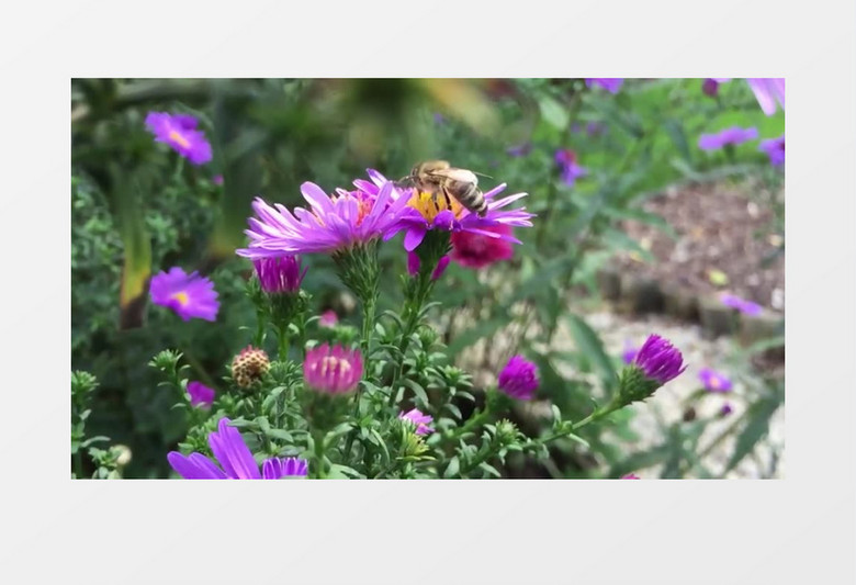 小蜜蜂在紫色的花朵上采蜜实拍视频素材
