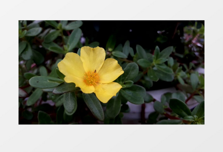 小昆虫在黄色的花朵上穿梭实拍视频素材