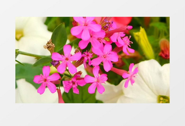 微风轻拂粉色的喇叭花实拍视频素材