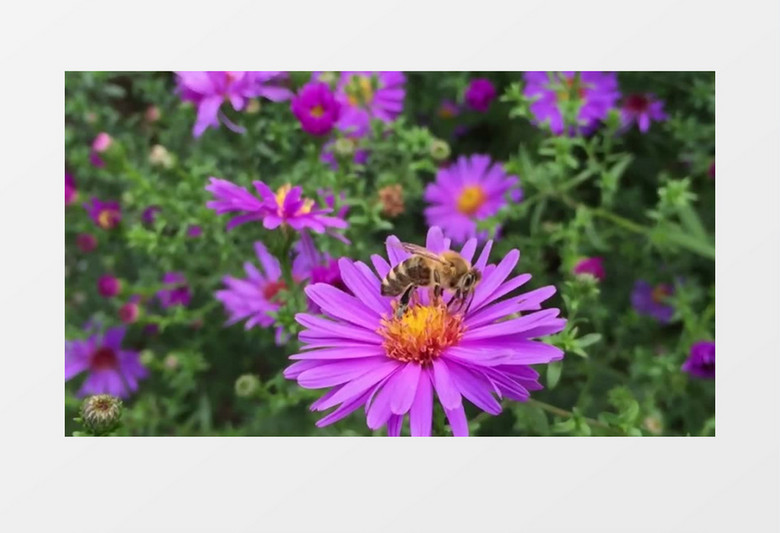 小蜜蜂在紫色的小花上采蜜实拍视频素材