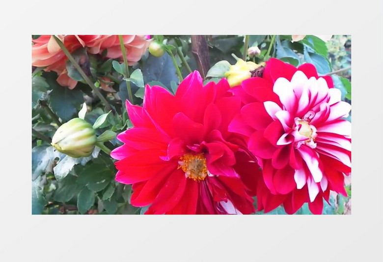 盛开在阳光下的红色菊花实拍视频素材