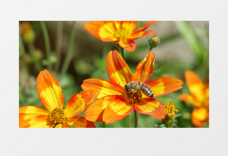 蜜蜂在黄红色花朵上采蜂蜜实拍视频素材