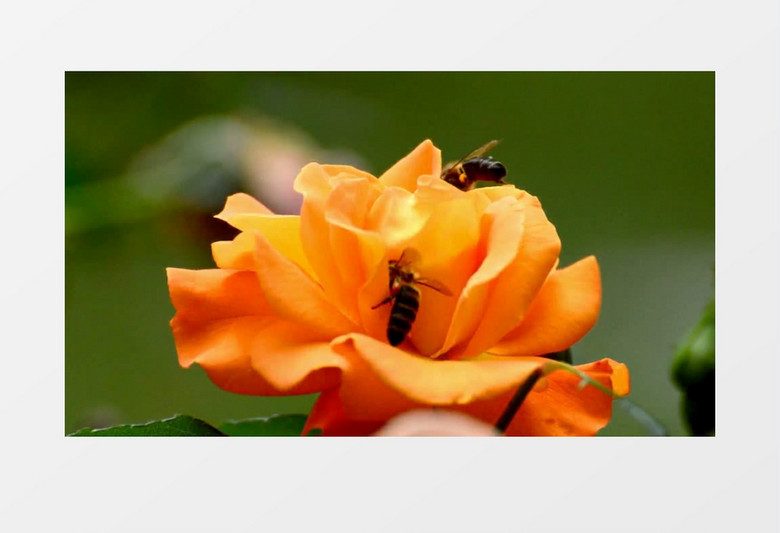 蜜蜂在黄色花朵上采蜂蜜实拍视频素材