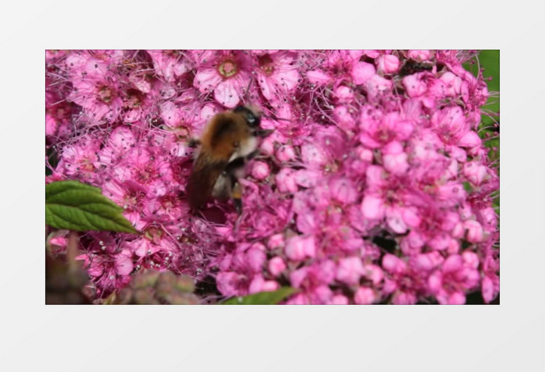 蜜蜂在粉色的花朵上采蜜实拍视频素材