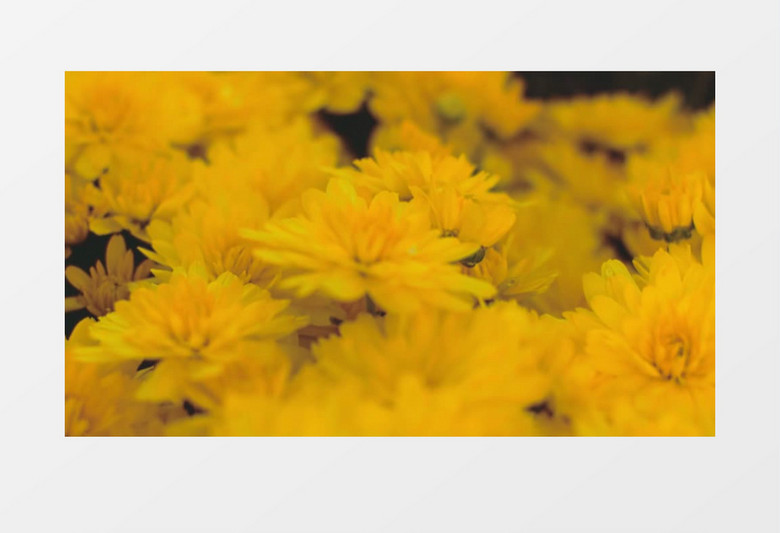 盛开的小金菊实拍视频素材