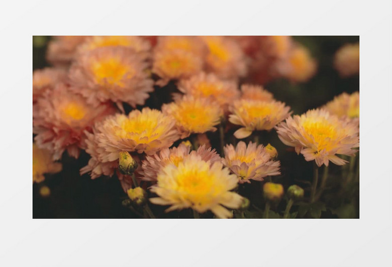 金黄色的小金菊实拍视频素材