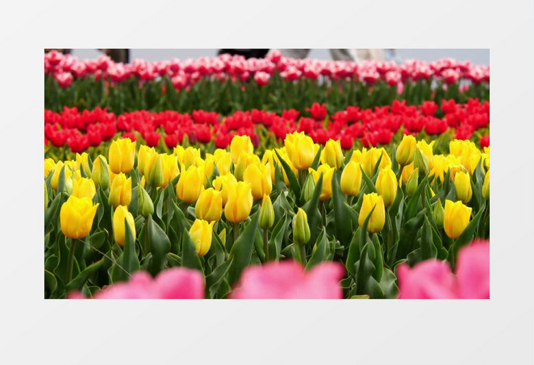 美丽的郁金香实拍视频素材