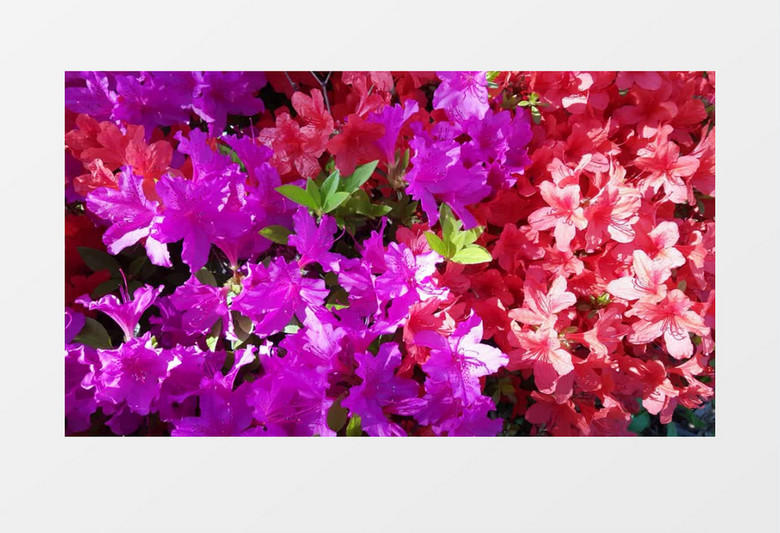 阳光下争艳的花朵实拍视频素材