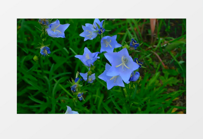 蜜蜂在蓝色的花朵上采蜜实拍视频素材