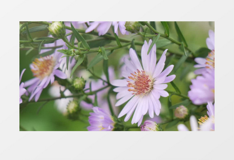 紫色的小雏菊实拍视频素材