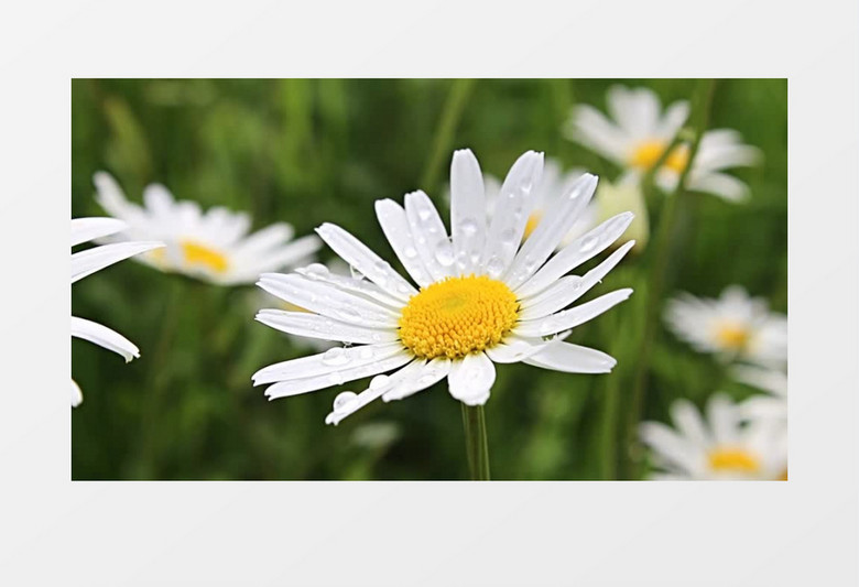 白色的小雏菊实拍视频素材