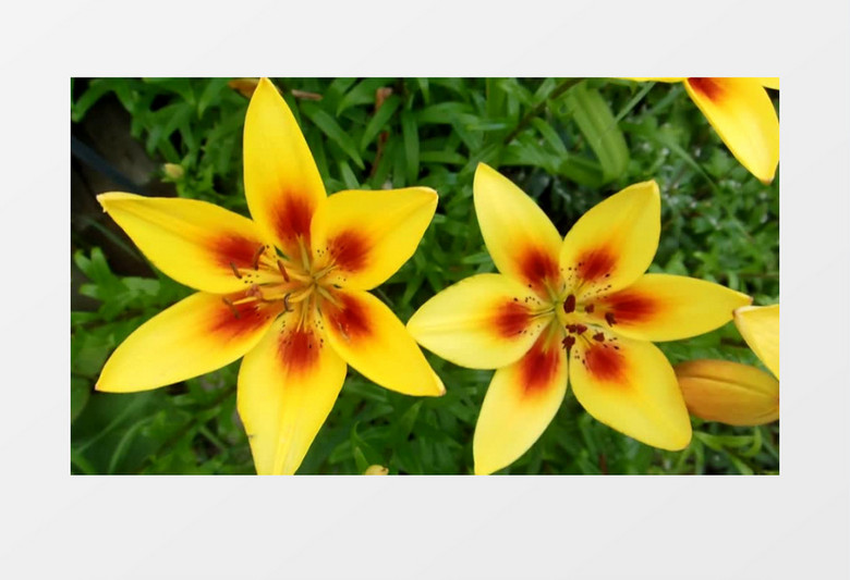 两朵黄色的小花实拍视频素材