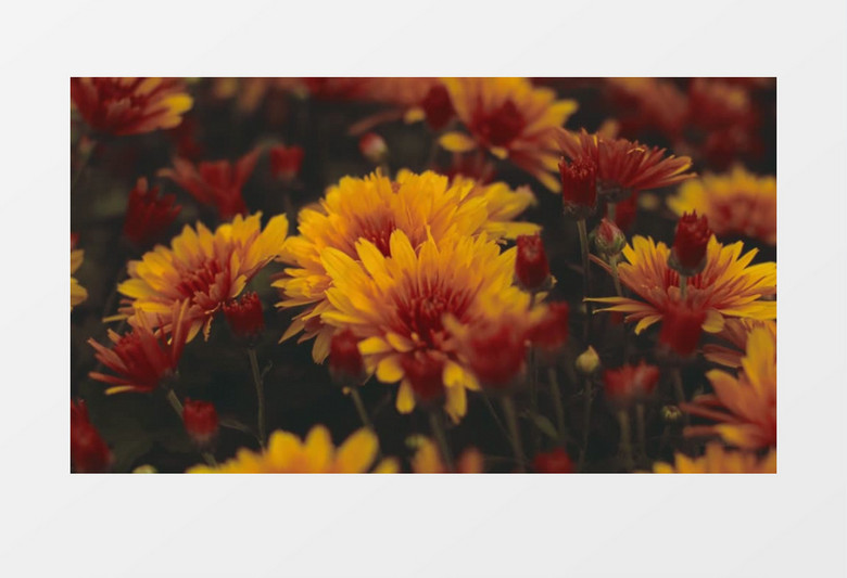 黄色的美丽小花朵实拍视频素材