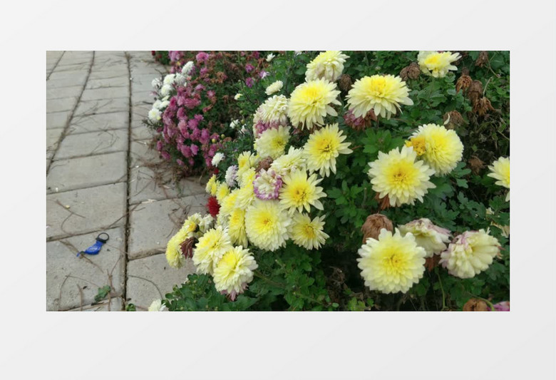 黄色的小菊花实拍视频素材