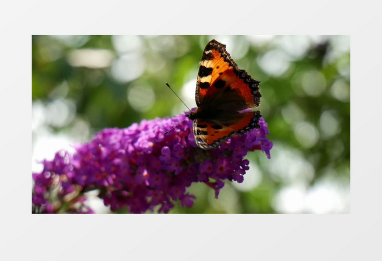 蝴蝶在薰衣草上停留实拍视频素材