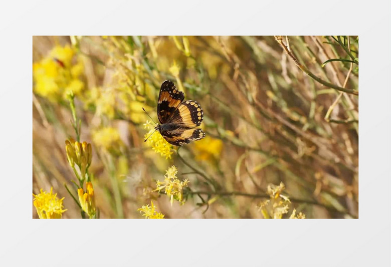 蝴蝶在黄色的花朵上觅食实拍视频素材