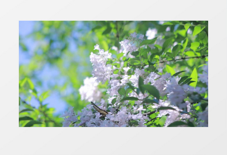 蝴蝶在小花上的特写视频实拍视频素材