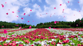 花海视频素材 花海视频模板下载 熊猫办公 花海视频素材 花海视频模板下载 熊猫办公