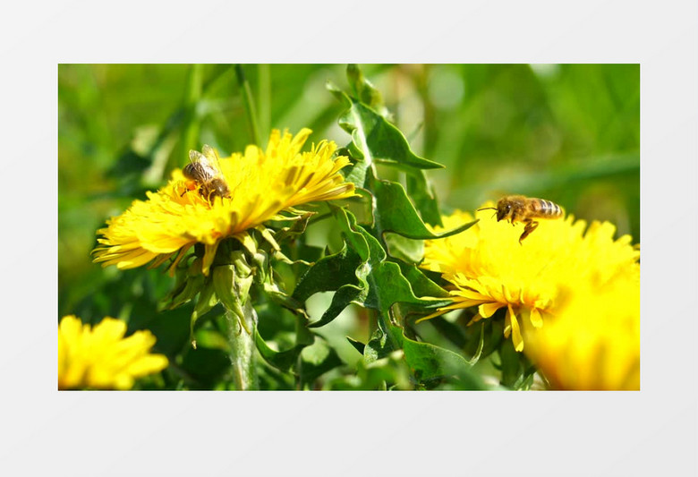 两只蜜蜂在黄色的花朵上采蜜实拍视频素材