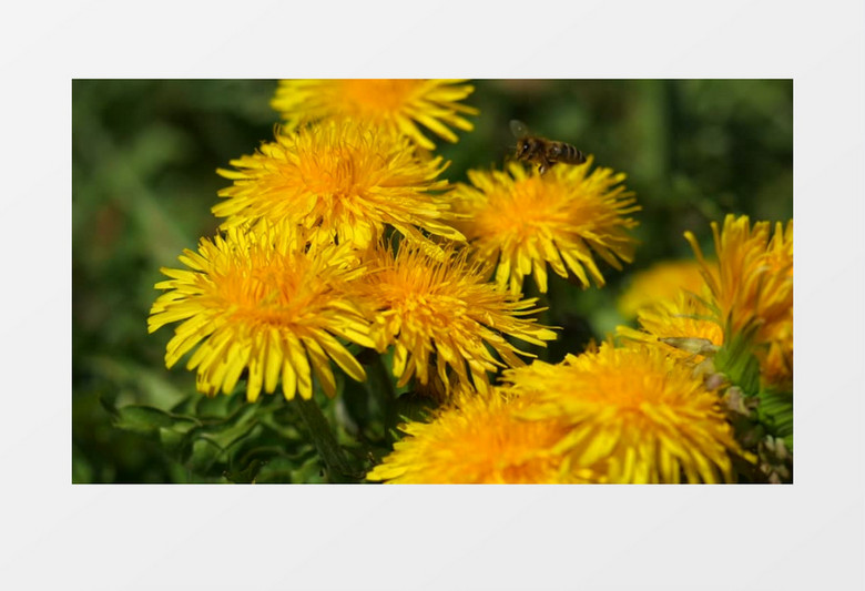 蜜蜂落在黄色的菊花上采蜜实拍视频素材