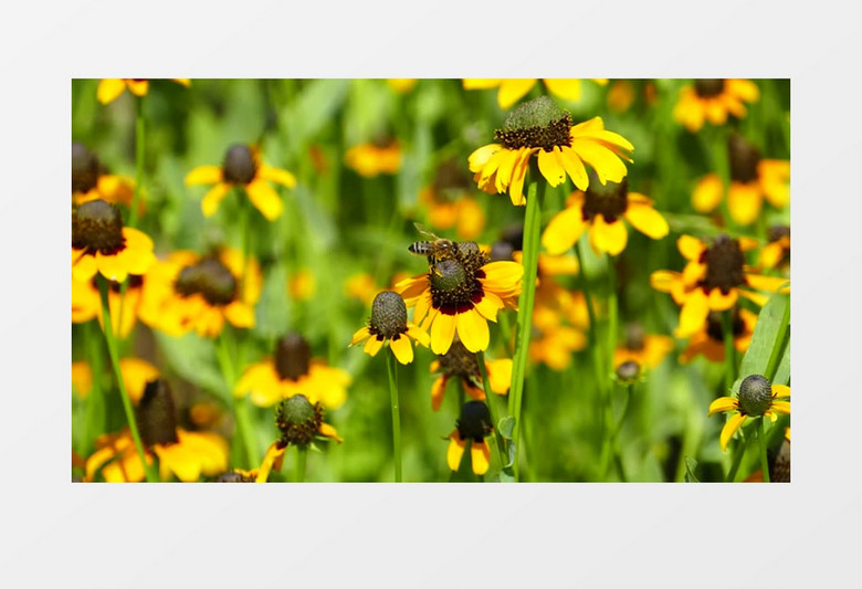 蜜蜂在黄色的小雏菊上采蜜实拍视频素材