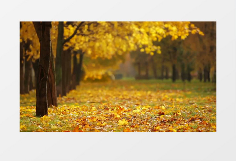 秋日微风下的树和落叶实拍视频素材