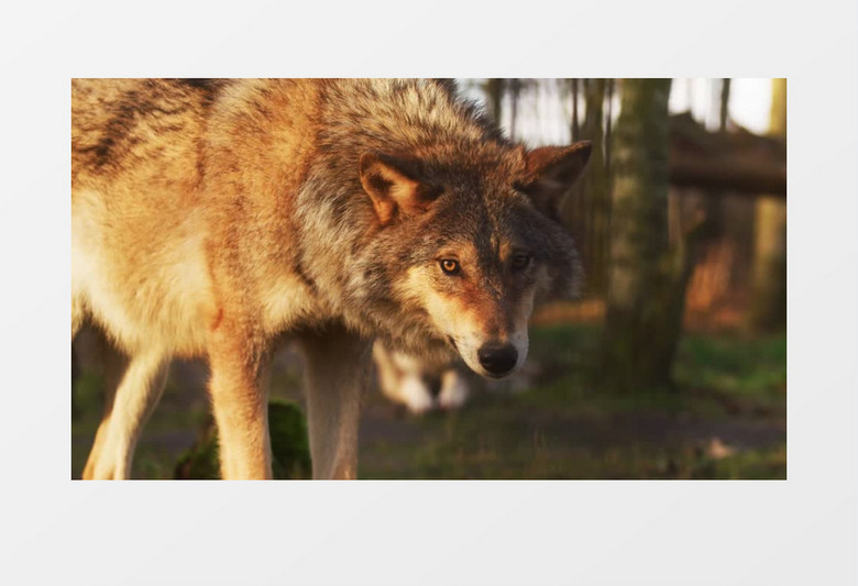 近景实拍狼的面部微表情实拍视频素材