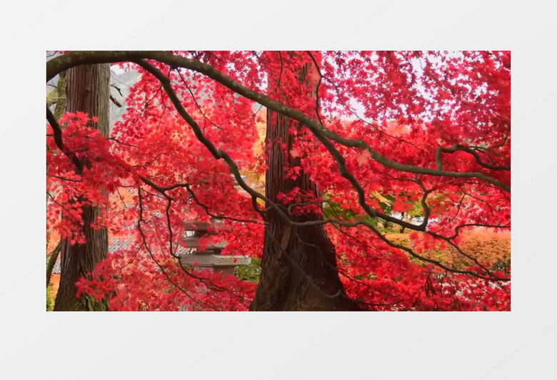 红色的枫叶缓缓在树上飘落实拍视频素材