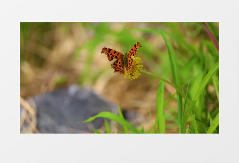 蝴蝶在黄色的花朵上飞舞实拍视频素材