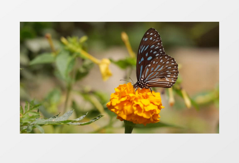 蝴蝶在黄色的花朵上吸食花粉实拍视频素材