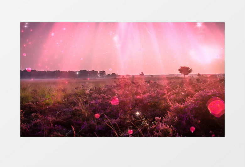 粉色浪漫花瓣飘落动态视频背景