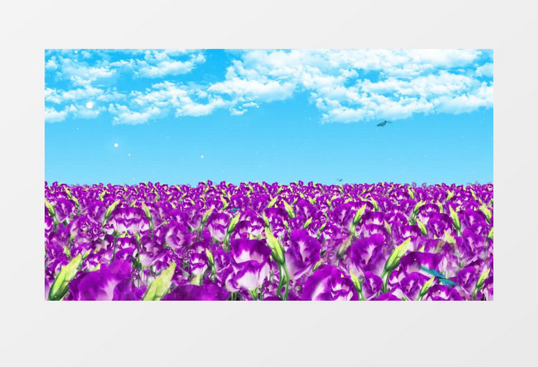 紫色郁金香动态背景视频