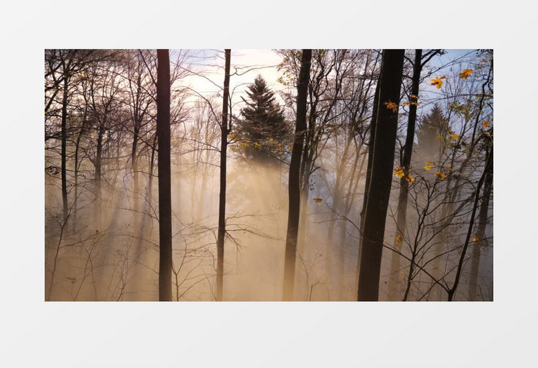 原始森林里的雾气实拍视频素材