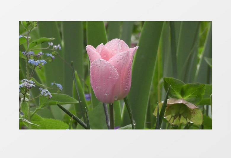 雨后沾着水滴的粉色花朵实拍视频素材