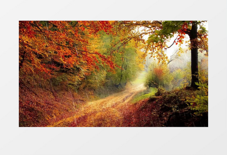 雨中不断流淌的落叶实拍视频素材