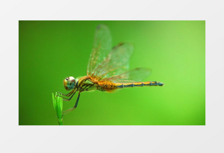 小蜻蜓趴在嫩绿的小草上实拍视频素材