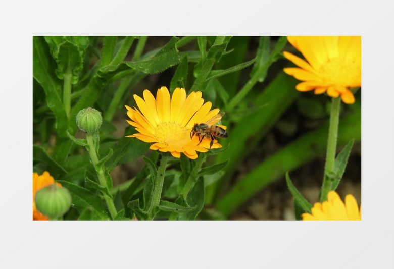 小蜜蜂在黄色的花朵中采蜜实拍视频素材