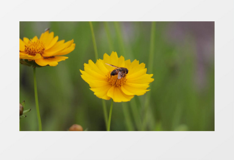 小蜜蜂在黄色的雏菊上采蜜实拍视频素材