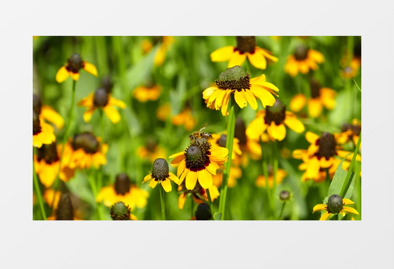 小蜜蜂在黄色花朵上采蜜实拍视频素材