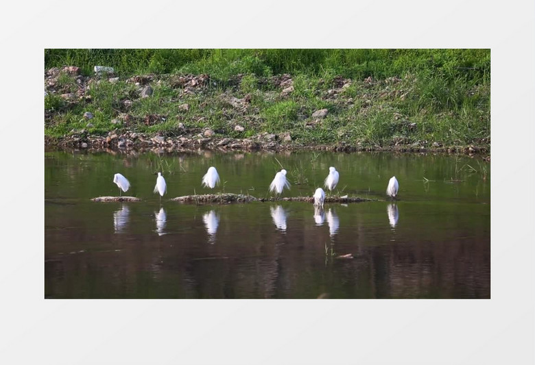 湖水边整理羽毛的白鸟实拍视频素材