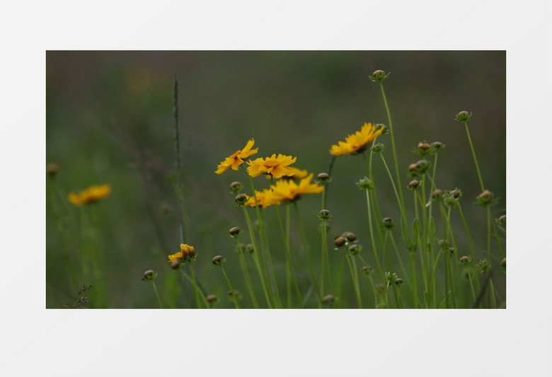 黄昏下的小蜜蜂飞舞在花丛中实拍视频素材